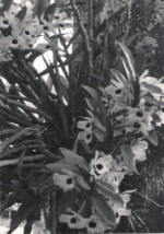 Instituto Ruth Guimarães Ruth Guimarães